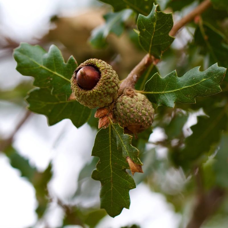 Oak Trees Synchronized Their Reproduction Cycle