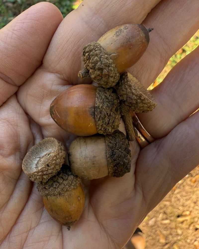 Mast Year Phenomenon