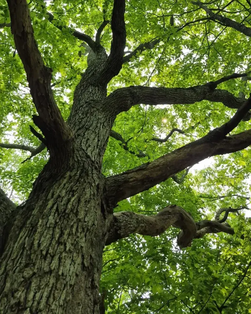 Mild Winter Boosted Tree Energy