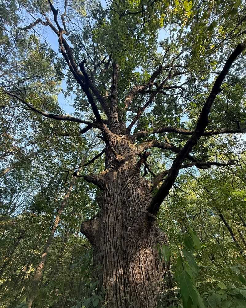 Tree Age And Maturity