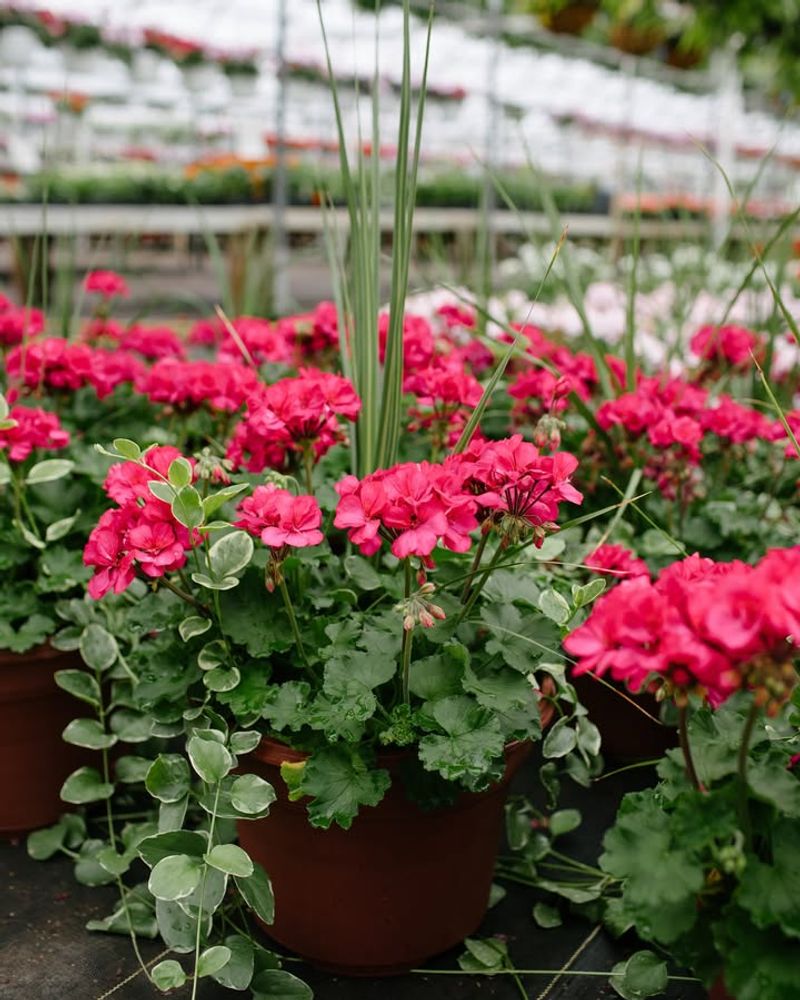 Drought Tolerance for Hot Days