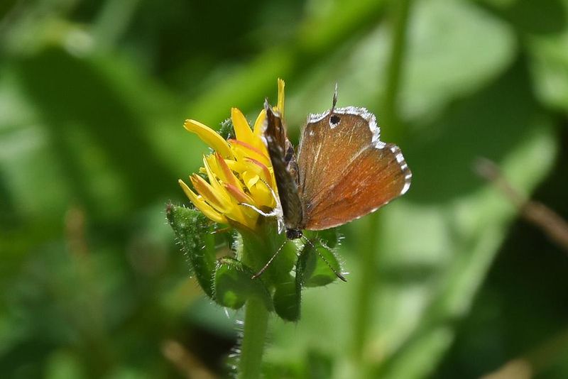 Attract Butterflies and Pollinators