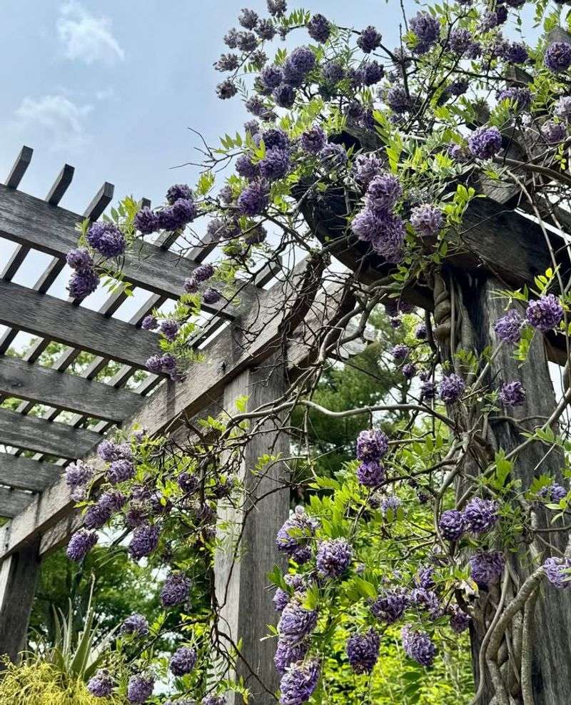 Wisteria