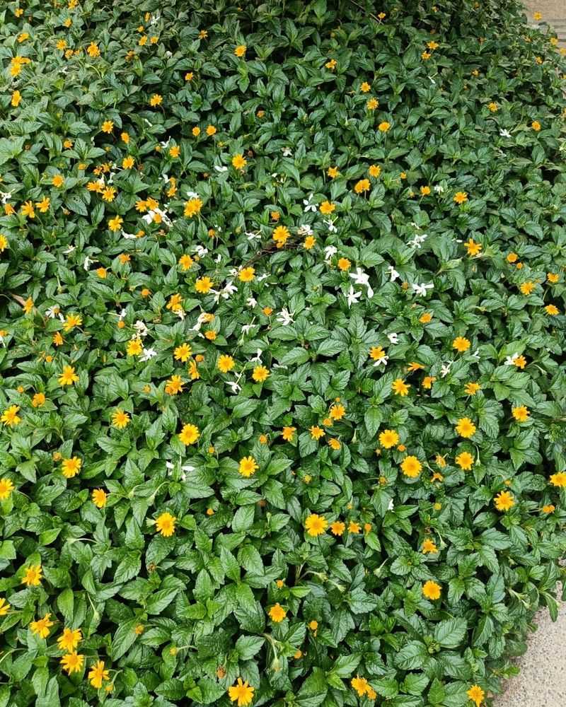 Wedelia (Sphagneticola trilobata)