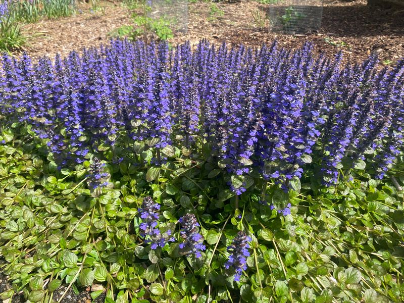 Ajuga Bugleweed