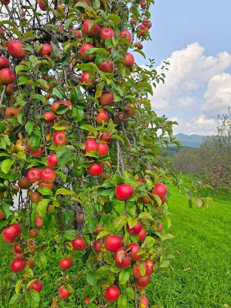 Apple Trees