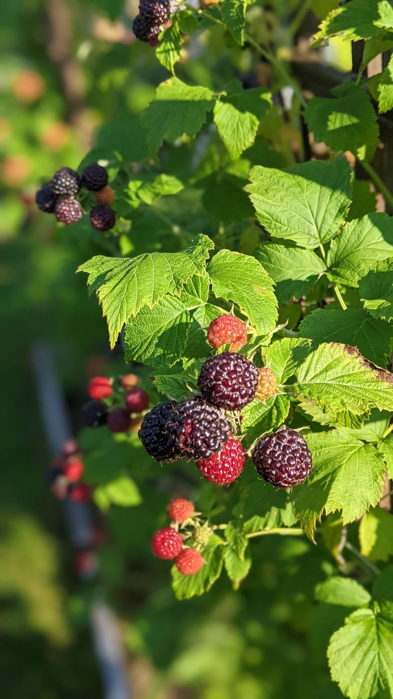 Blackberry and Raspberry Canes