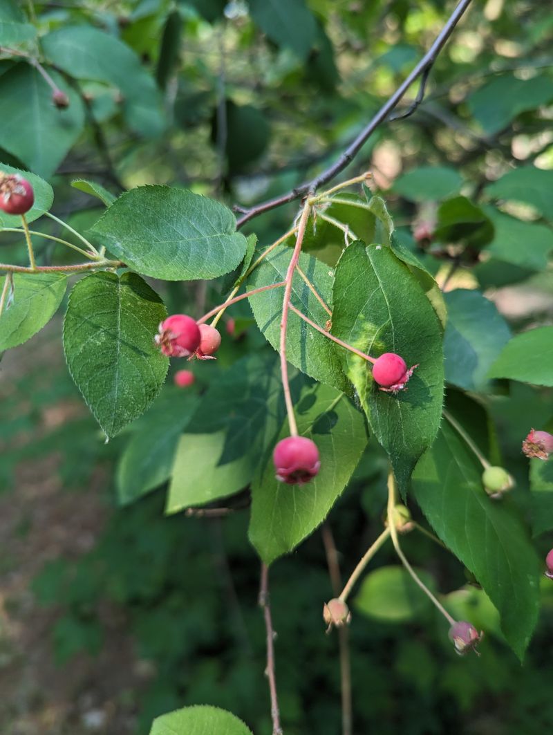 Shelter and Nesting Sites for Beneficial Insects