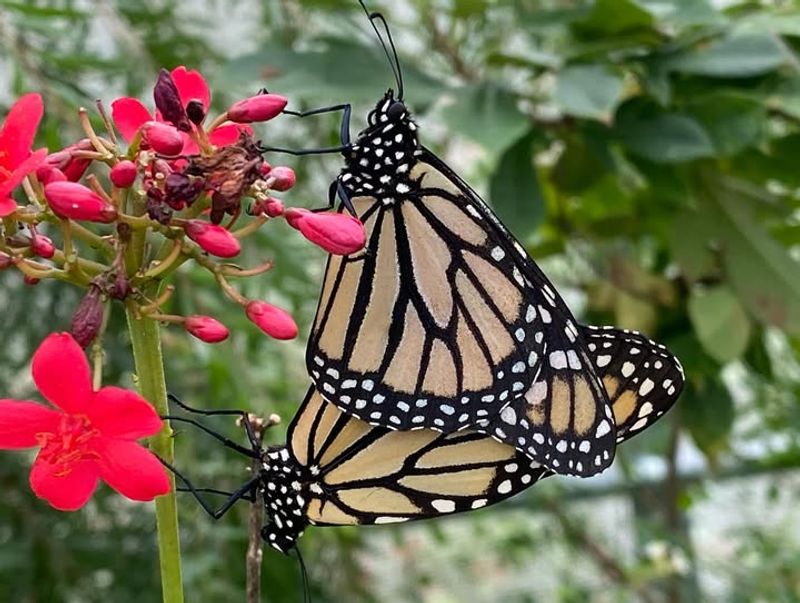 Wildlife Habitat Preservation Matters