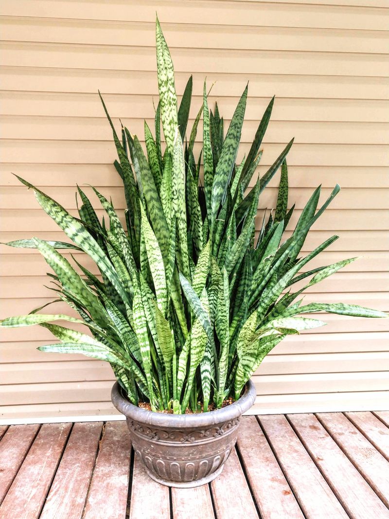 Affordable And Accessible