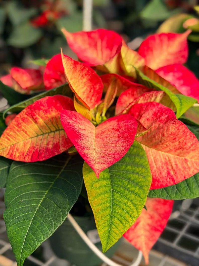 Faded Bracts Won't Regain Color