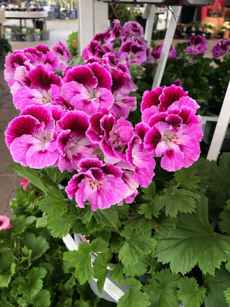 Year-Round Blooms Brighten Every Season