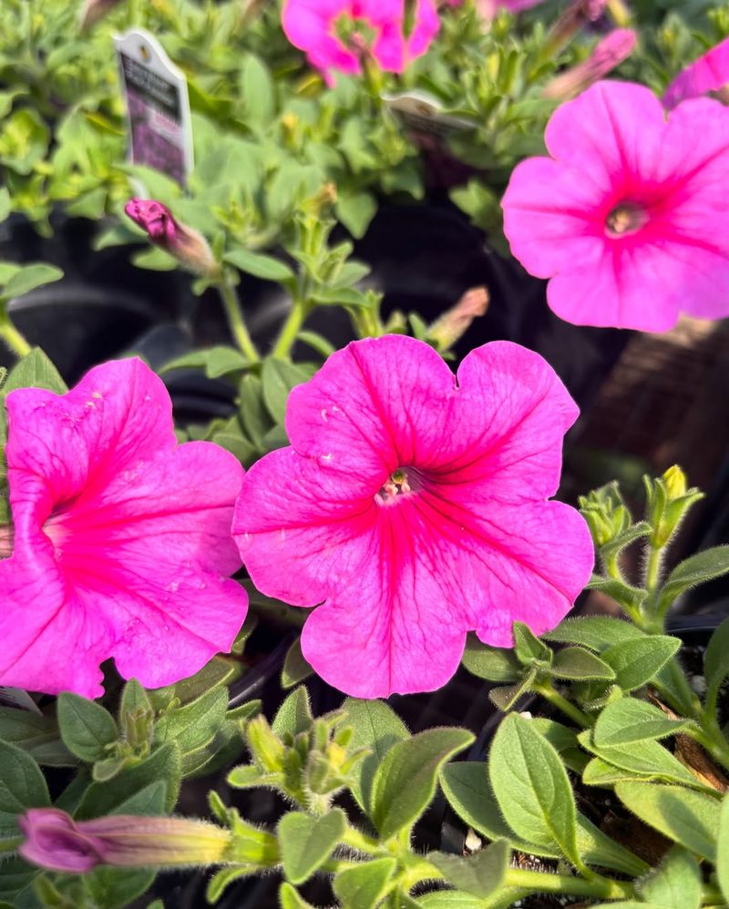 Affordable Plants Stretch Your Landscaping Budget