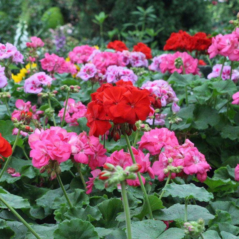 Drought Tolerance Conserves Water