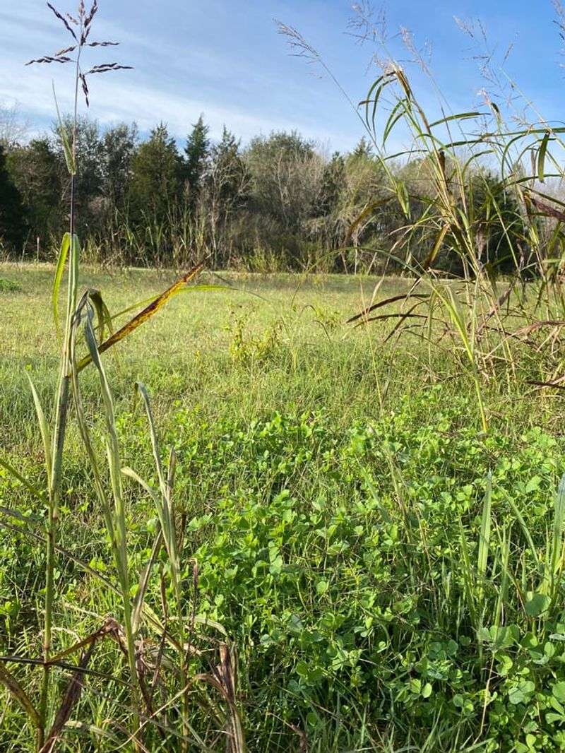 Loss of Natural Habitat and Wildflowers