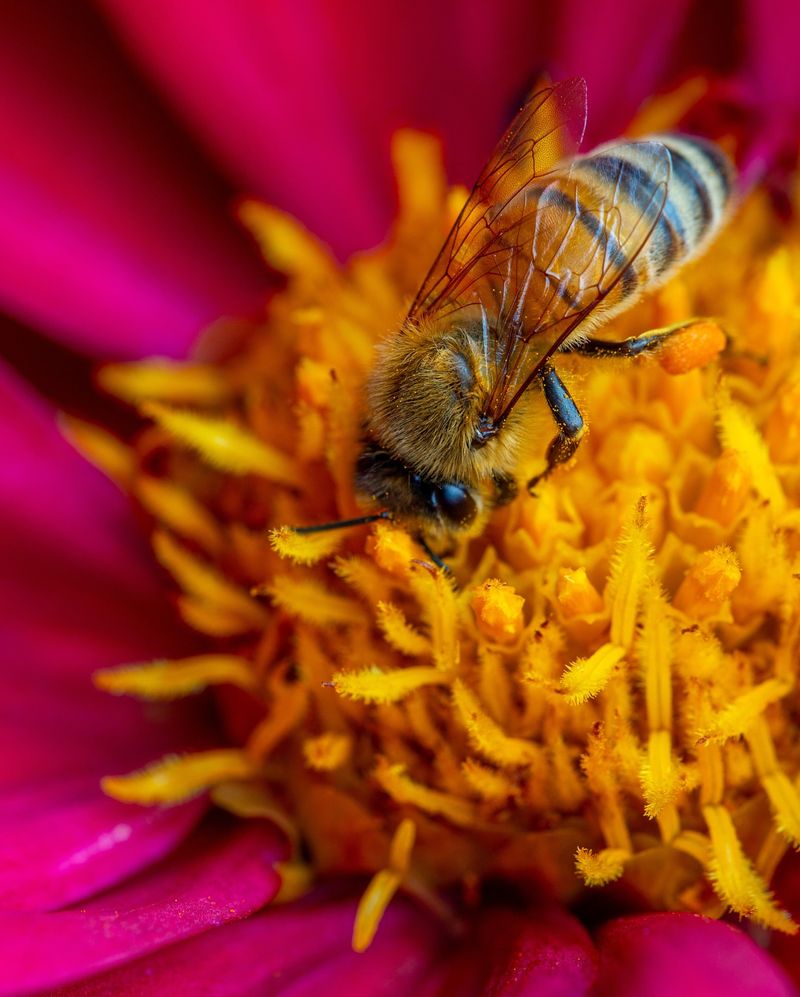 Habitat Loss From Development