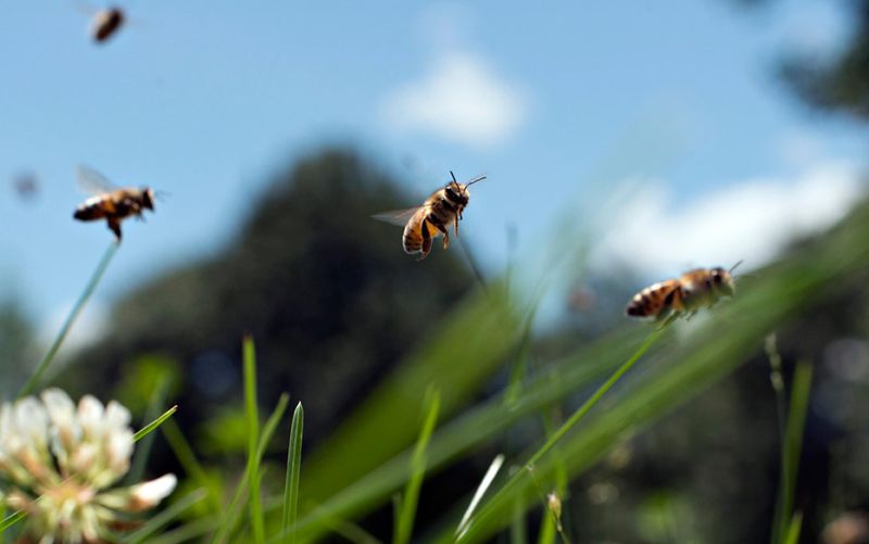 Loss Of Natural Habitat