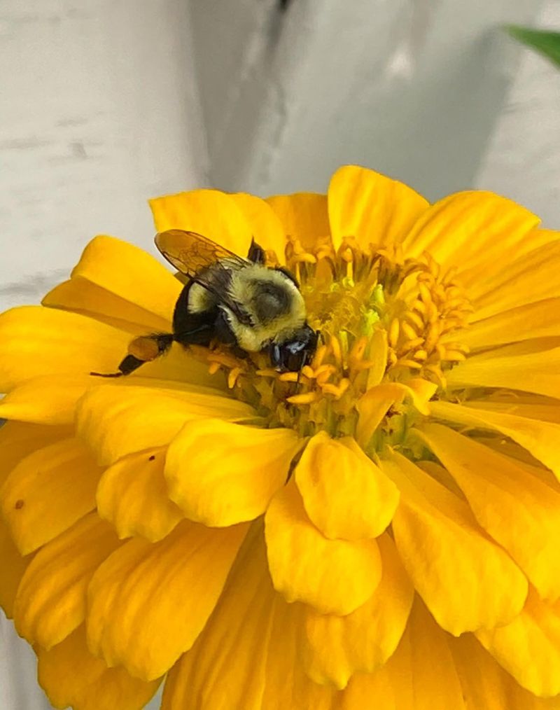 Loss of Wildflower Habitats