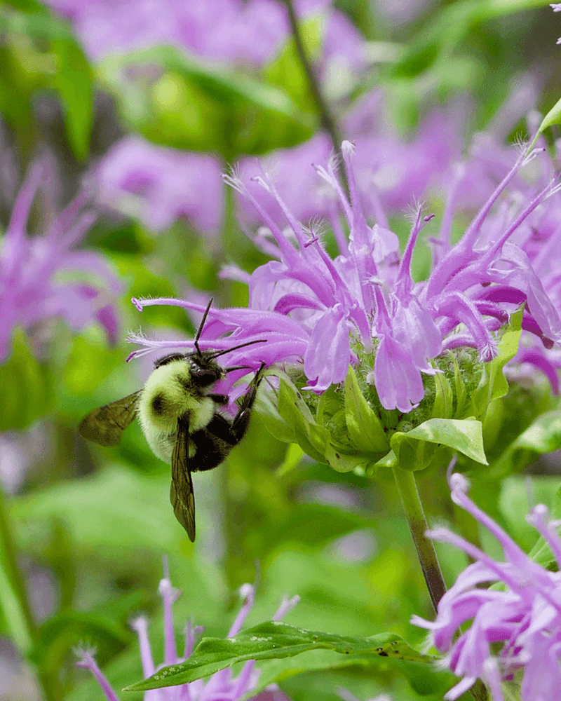 Loss Of Native Wildflowers