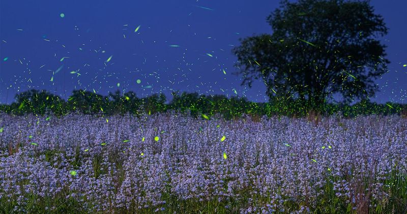 Habitat Loss Destroys Their Homes