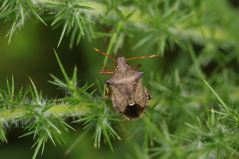 Invasive Stink Bugs Compete For Food