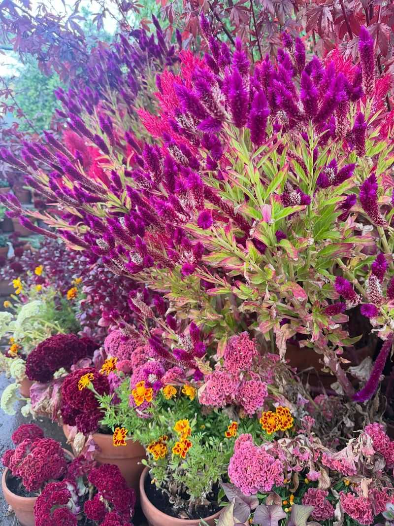 Works Beautifully With Other Southern Plants