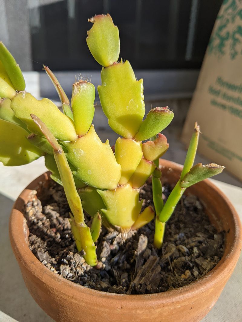 Wrong Soil pH Blocks Nutrients