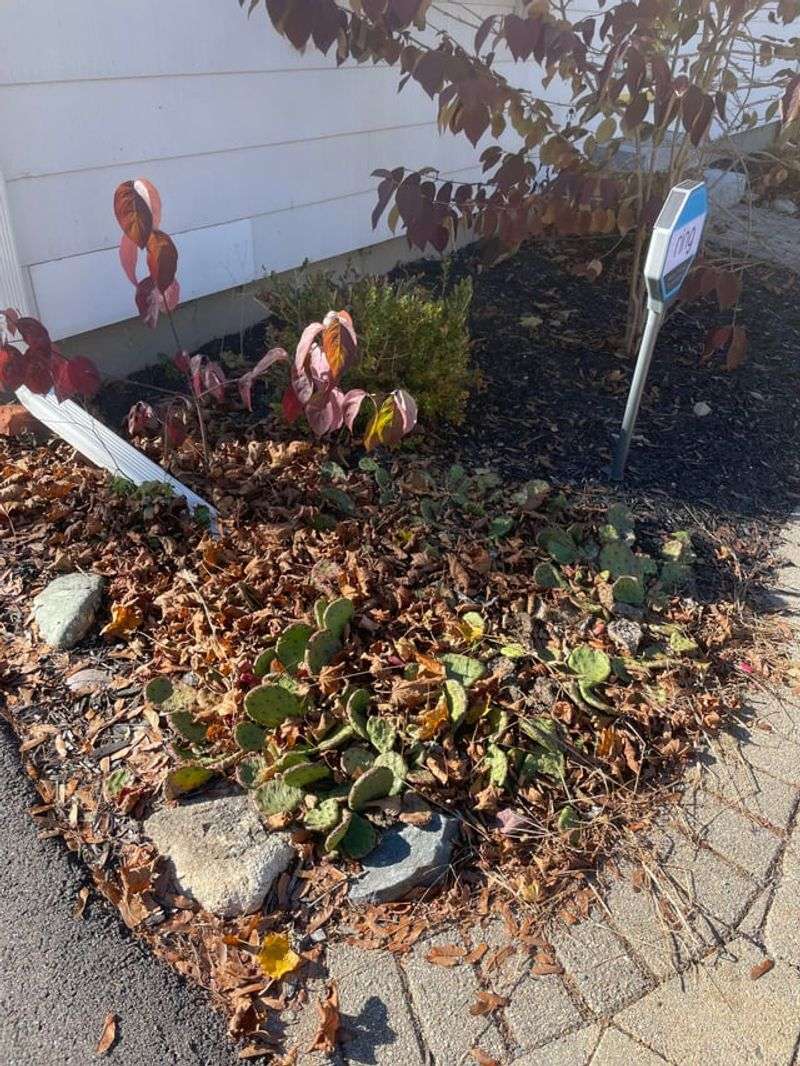Removing Leaves Keeps Beds Looking Tidy