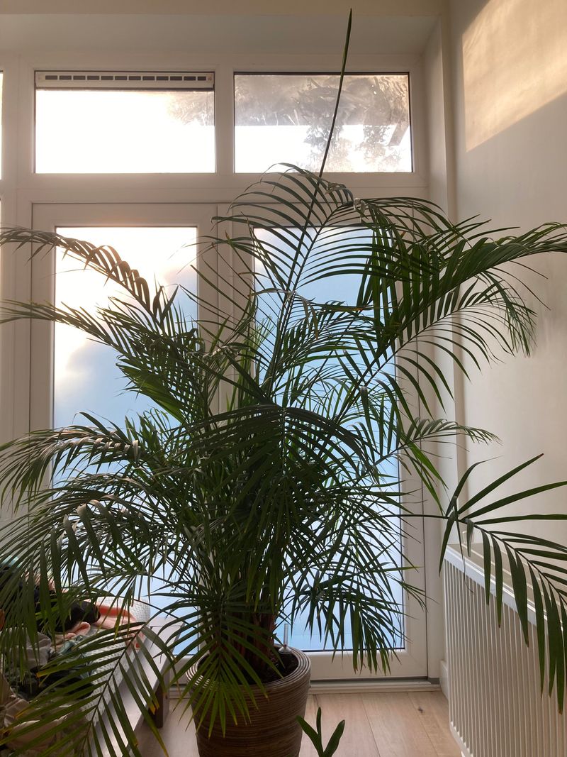 Tropical Vibes Without The Vacation