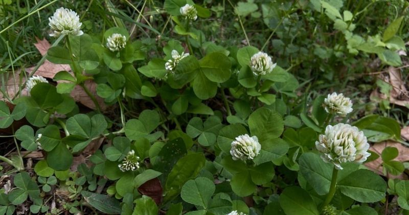 Running Glade Clover