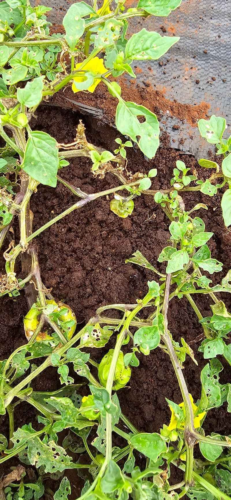 Agricultural Impact Threatens Farms And Crops