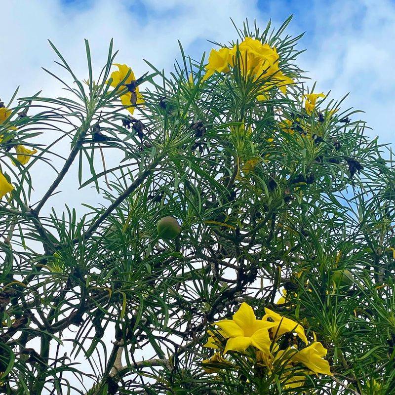 California's Climate Makes Oleander Thrive