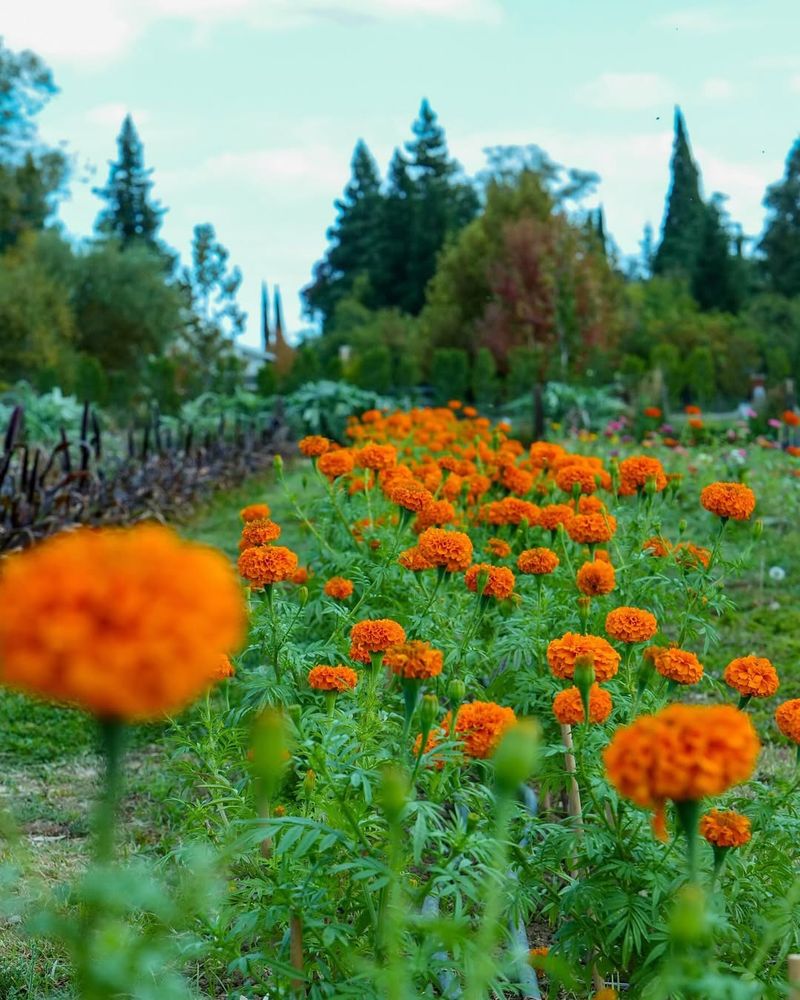 Marigolds Guard Gardens With Cheerful Blooms