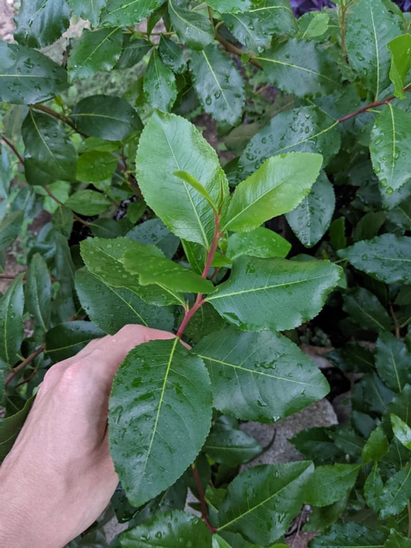 Khat (Catha edulis)