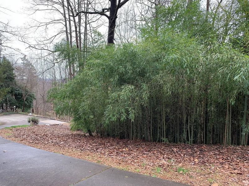 Invasive Bamboo Species