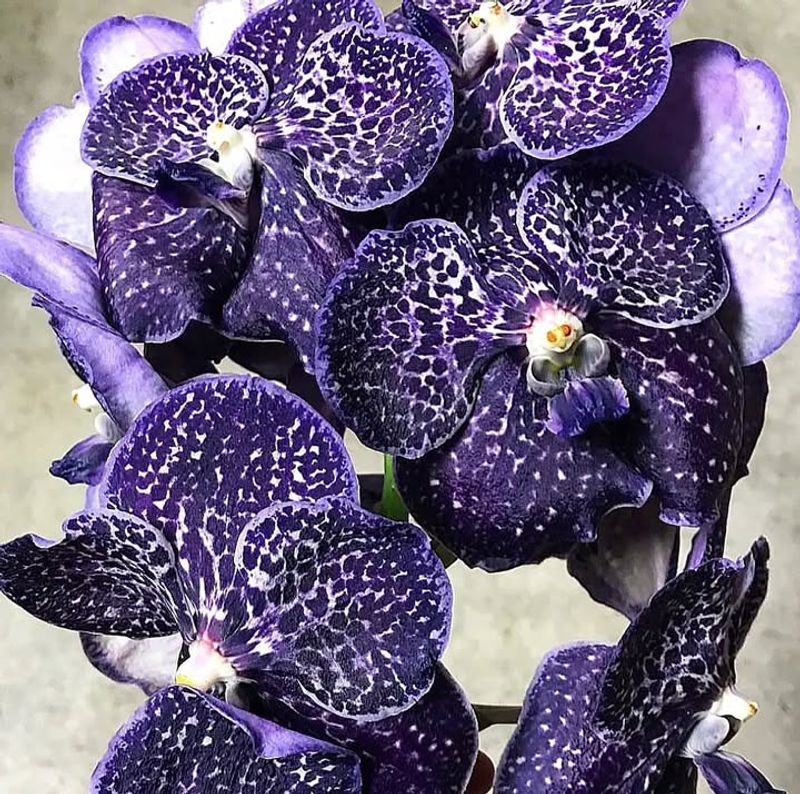 Vanda Orchids