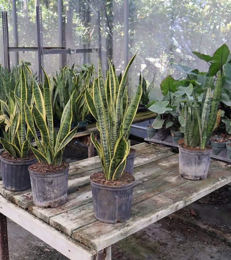 Snake Plant