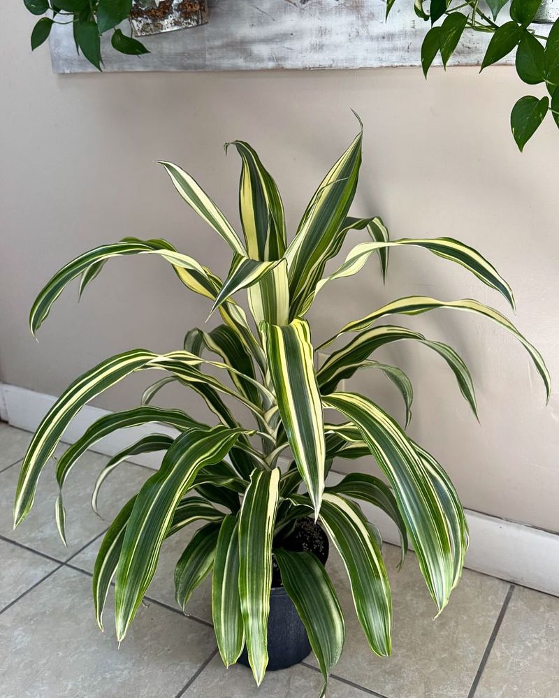 Dracaena
