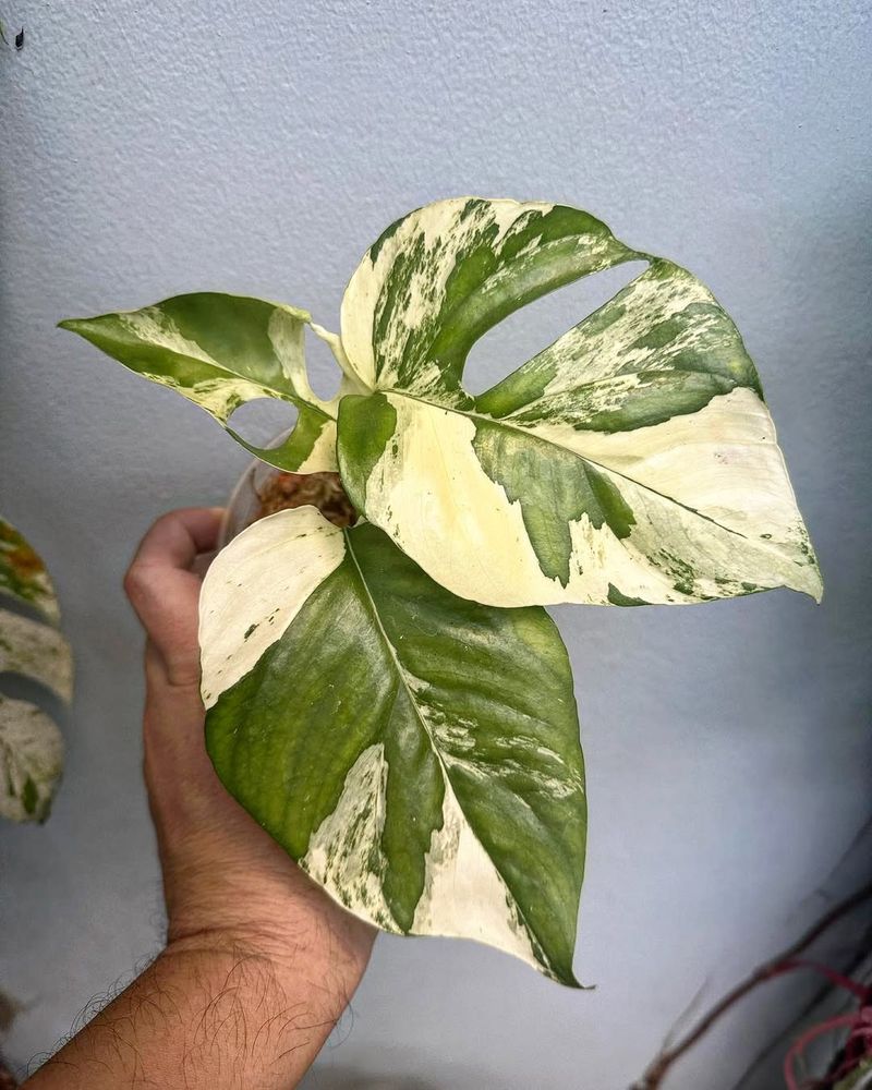 Rhaphidophora Tetrasperma Variegated