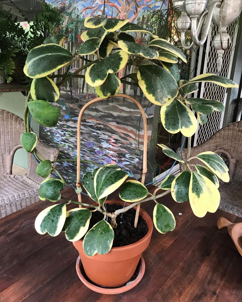 Hoya Kerrii Variegated