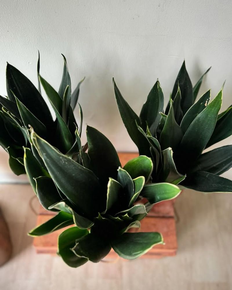 Snake Plant Dark Varieties