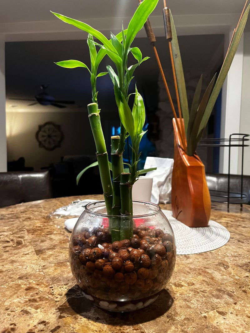 Lucky Bamboo (Dracaena sanderiana)