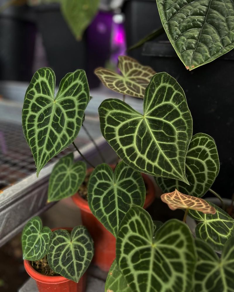 Anthurium Clarinervium