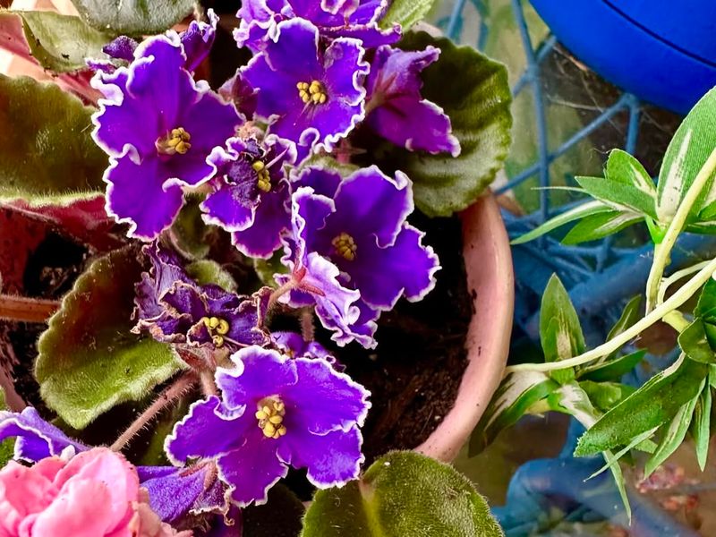 Antique African Violets