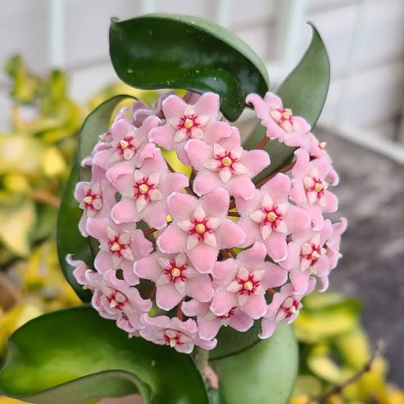 Hoya Carnosa Compacta