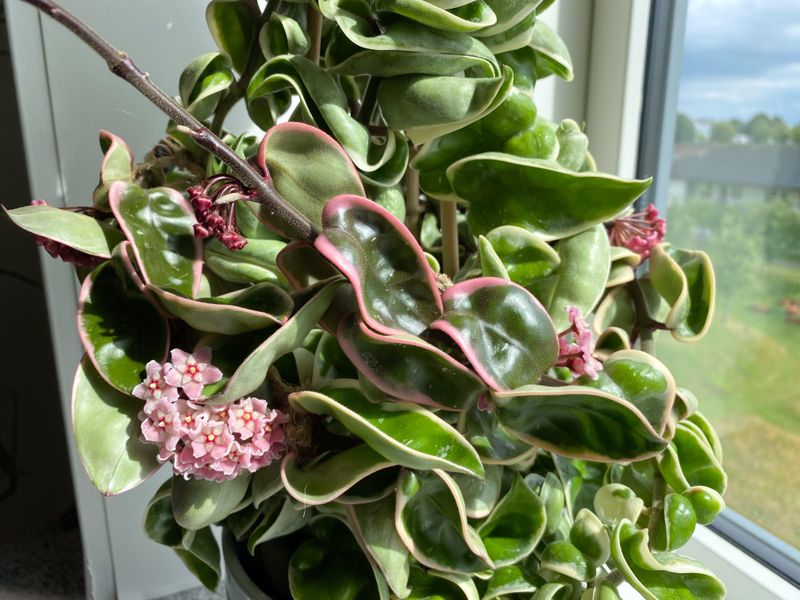 Hoya Carnosa Compacta