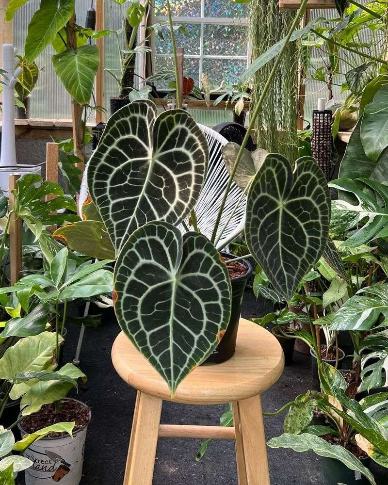 Anthurium Clarinervium