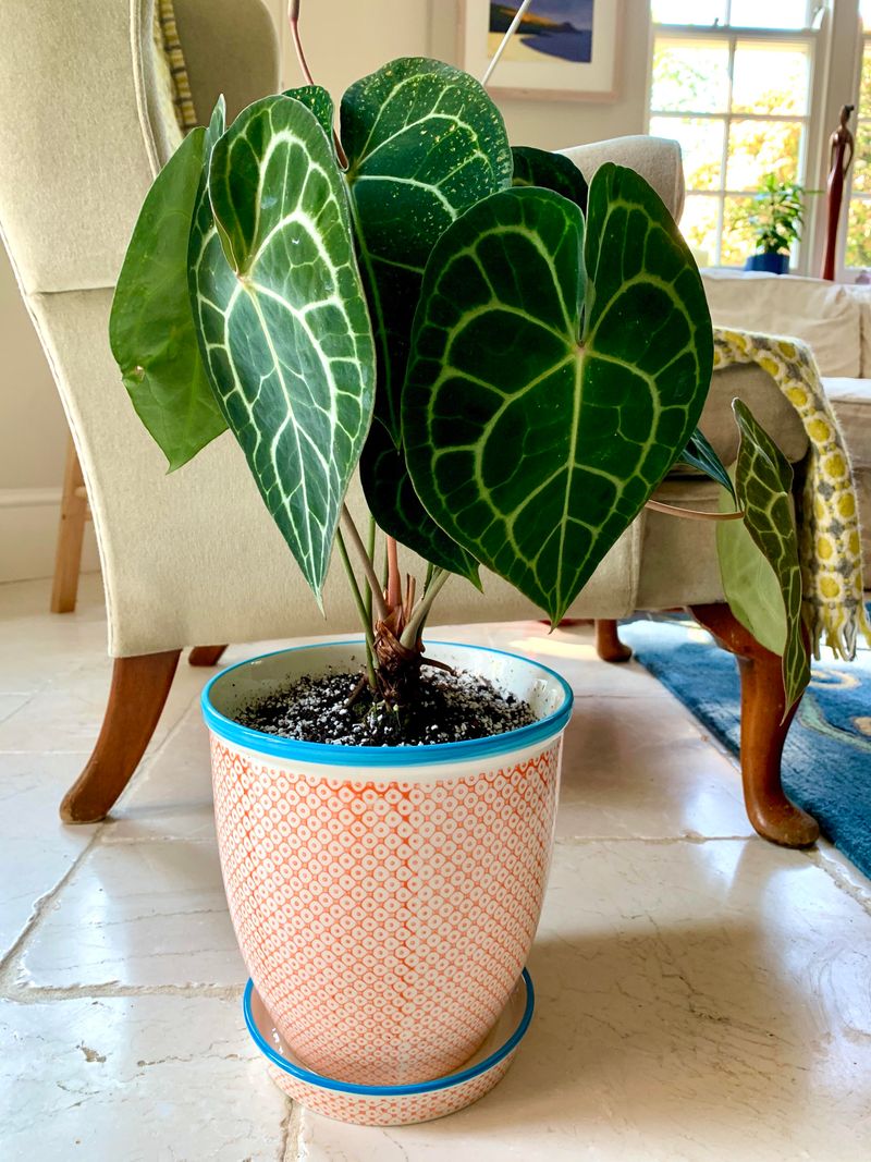 Anthurium Clarinervium