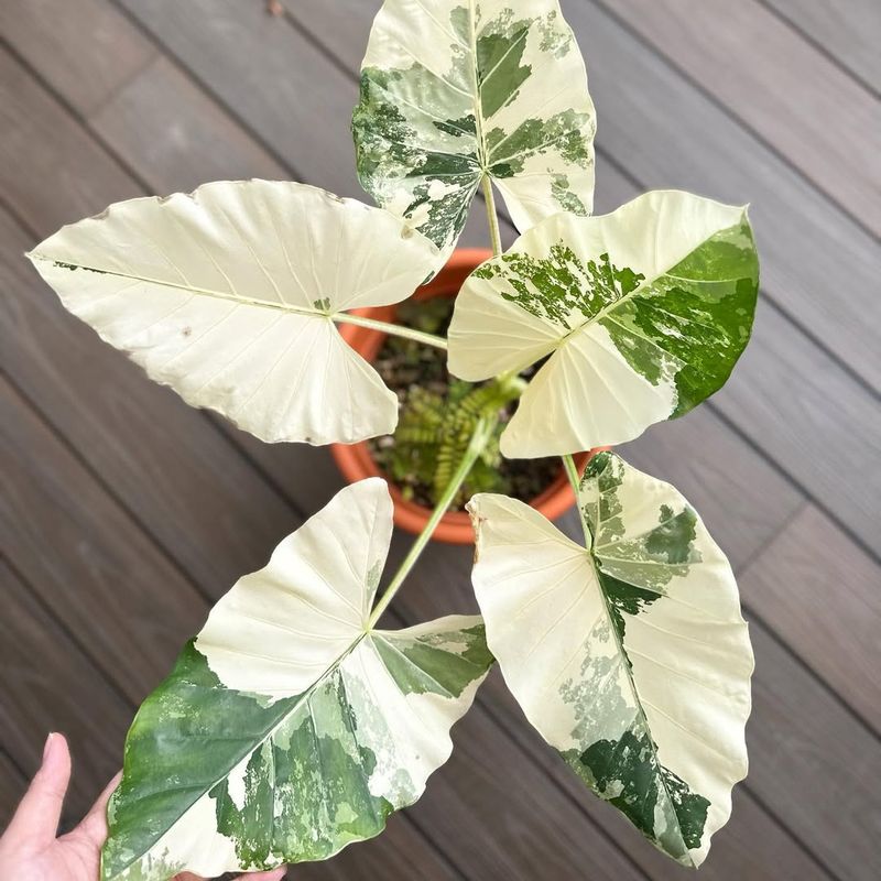Variegated Alocasia Macrorrhiza
