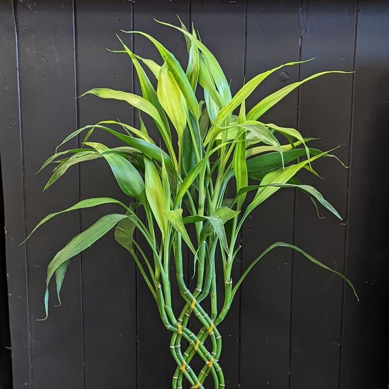 Lucky Bamboo (Dracaena sanderiana)